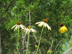 Echinacea paradoxa