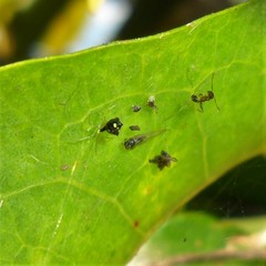 Theridula gonygaster