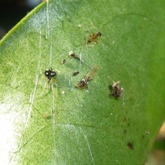 Theridula gonygaster