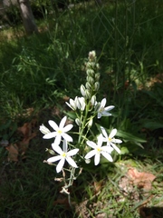 Ornithogalum ponticum