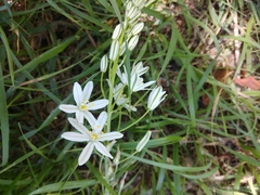 Ornithogalum ponticum