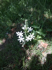 Ornithogalum ponticum