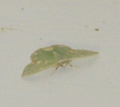 Comibaena bajularia