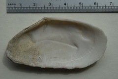 Megangulus bodegensis
