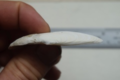 Megangulus bodegensis