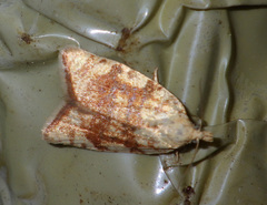 Aleimma loeflingiana