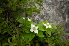 Cornus canadensis
