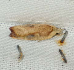 Agonopterix nervosa
