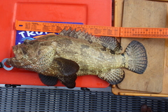Epinephelus fuscoguttatus