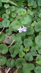 Campanula reverchonii