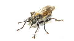 Laphria index