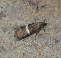 Elegia similella