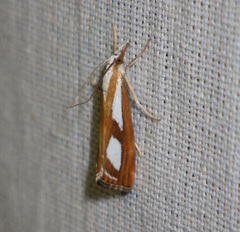 Catoptria