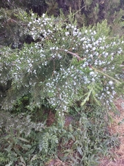 Juniperus virginiana