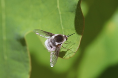 Bombylius incanus