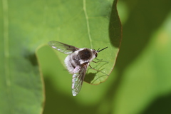 Bombylius incanus