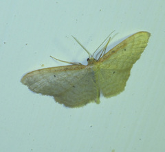 Idaea humiliata