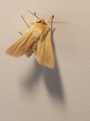 Mythimna pallens
