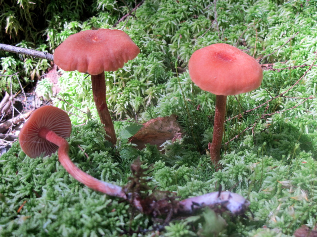 Laccaria bicolor