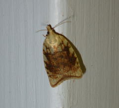 Aleimma loeflingiana