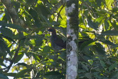 Ortalis squamata