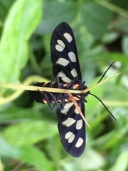 Amata fortunei