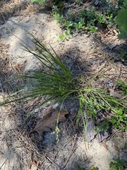 Dichanthelium depauperatum