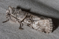 Sympistis chionanthi