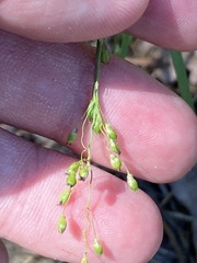 Dichanthelium depauperatum