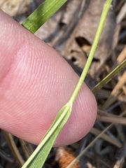 Dichanthelium depauperatum