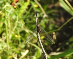 Dythemis nigrescens