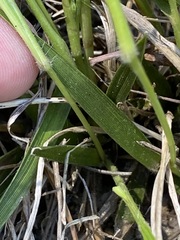 Dichanthelium depauperatum