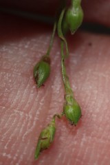 Dichanthelium depauperatum