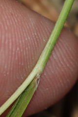 Dichanthelium depauperatum