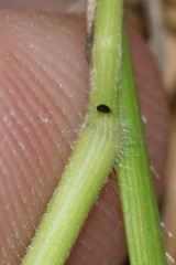 Dichanthelium depauperatum