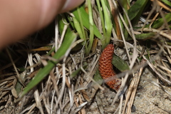 Dichanthelium depauperatum