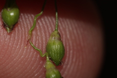 Dichanthelium depauperatum