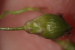 Dichanthelium depauperatum