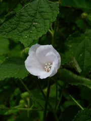 Hibiscus verbasciformis