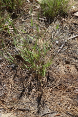 Dichanthelium spretum