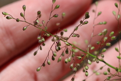 Dichanthelium spretum