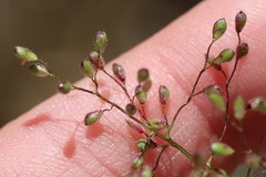 Dichanthelium spretum