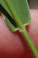 Dichanthelium spretum