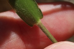 Dichanthelium spretum