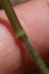 Dichanthelium spretum