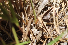 Dichanthelium spretum