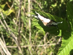 Eudryas unio