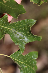Callirhytis bipapillata