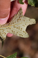 Callirhytis bipapillata