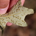Callirhytis bipapillata - Photo (c) Sequoia Janirella Wrens, some rights reserved (CC BY-NC)